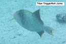 Titian Triggerfish Juvie